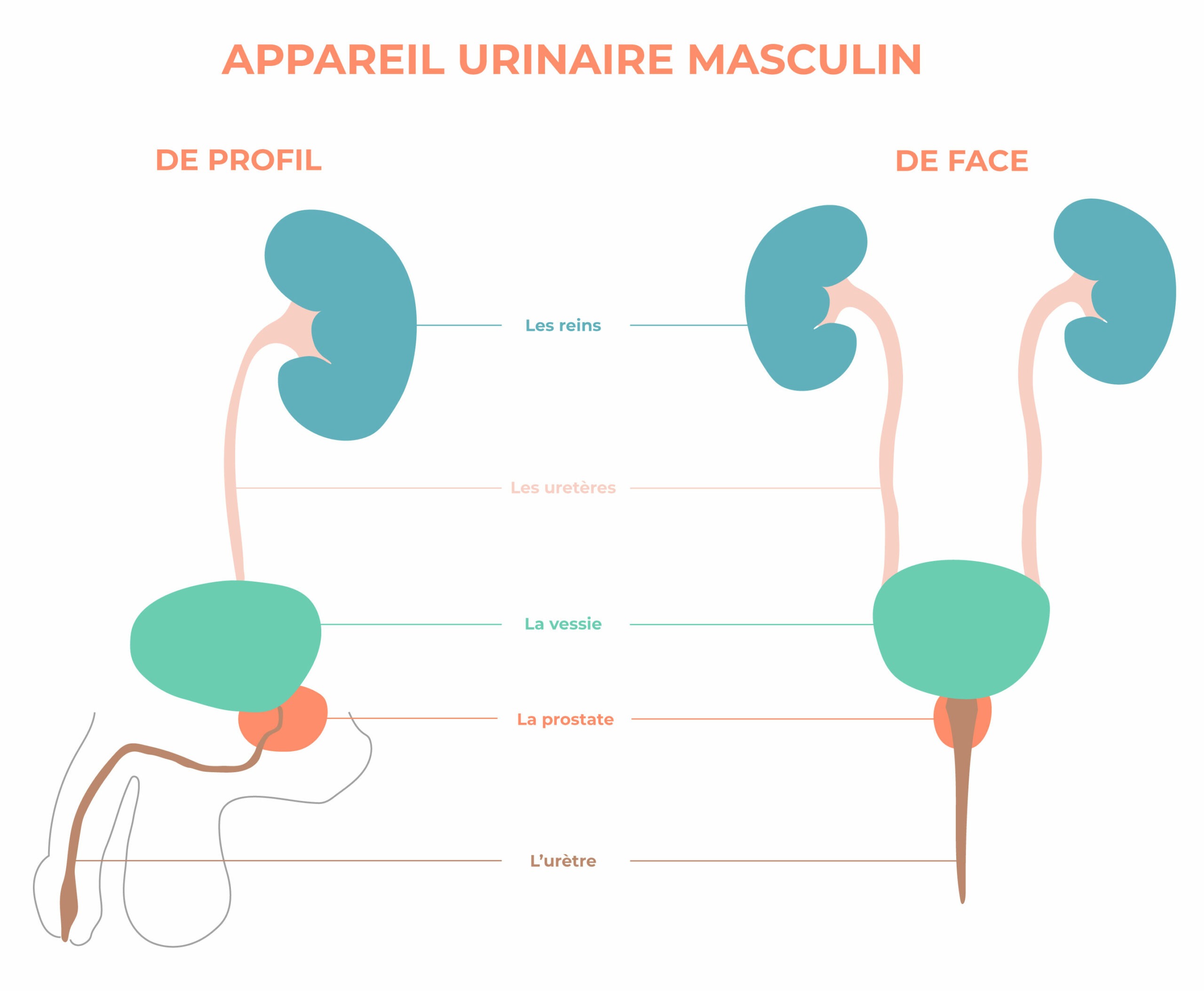 schéma de l'appareil urinaire masculin, où peut naître un cancer de la prostate diagnostiqué par certains symptômes