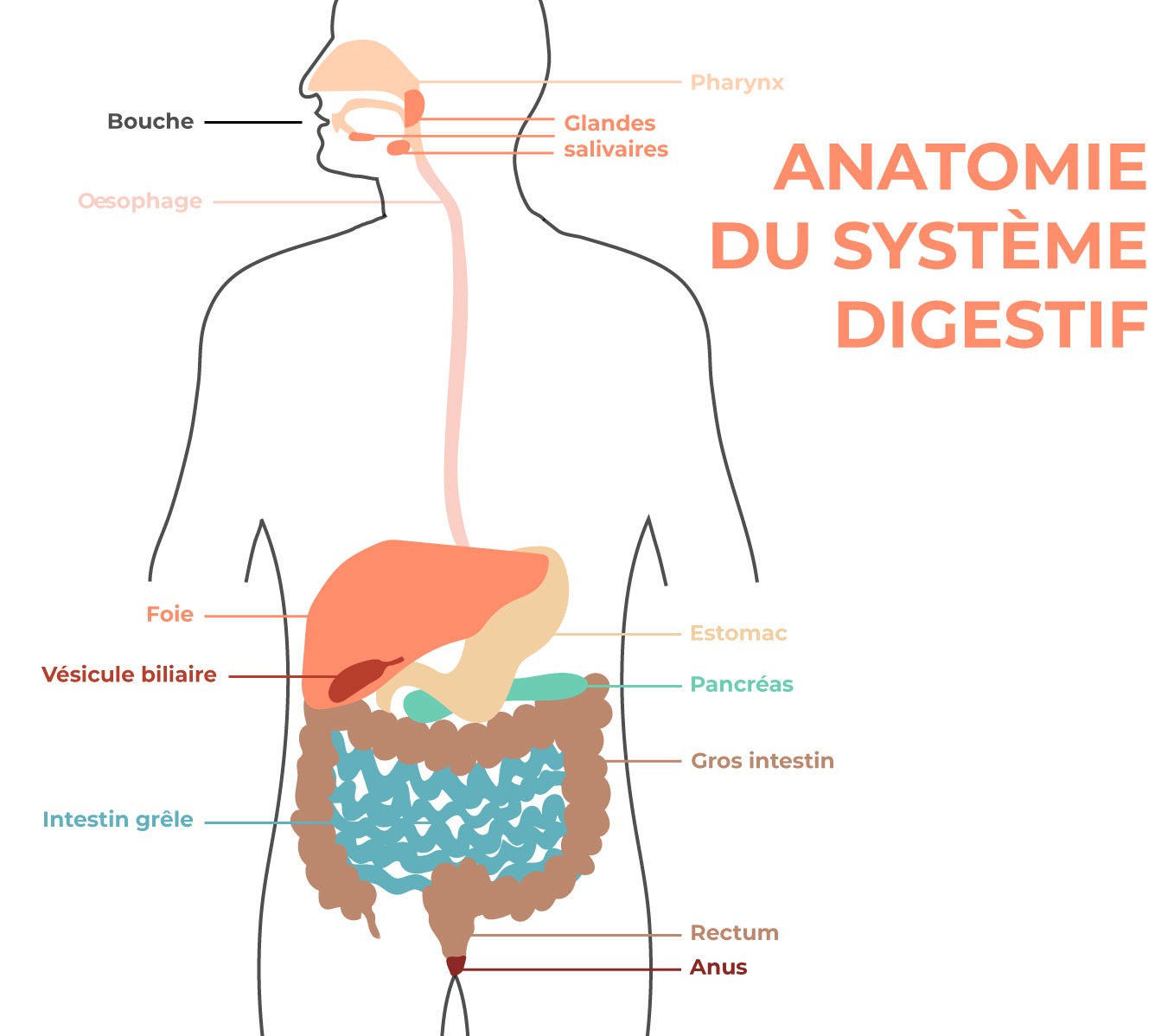 schéma du système digestif où peut se développer un cancer colorectal pouvant nécessiter un traitement